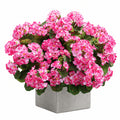 Plante en pot artificielle 55 cm fleurs roses feuillage vert pot en ciment décoratif