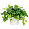Plante artificielle retombante 65 cm en plastique vert avec pot blanc pour intérieur